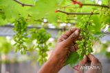 Pekerja merawat tanaman anggur (Vitis Vinifera) jenis gozv di 