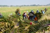 Sejumlah pekerja mengusung padi musim gadu yang dipanen di Sidomulyo, Sawahan, Kabupaten Madiun, Jawa Timur, Rabu (17/7/2024). Sebagian petani di wilayah tersebut mulai memanen padi musim gadu, dengan harga gabah kering panen saat ini Rp7.000 per kilogram. Antara Jatim/Siswowidodo/um 