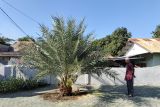 Produk kurma Lombok Utara ikuti pameran kurma internasional di Abu Dhabi