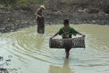 Dua remaja menangkap ikan secara tradisional atau bekarang di sebuah kolam yang sudah dikeringkan di SMKN 5 Kota Jambi, Jambi, Rabu (17/7/2024). Tradisi yang mulai jarang ditemukan tersebut difasilitasi pihak sekolah dengan tujuan melestarikan tradisi bekarang atau budaya menangkap ikan secara tradisional dan bersama-sama di sebuah kolam, sungai, atau sawah. ANTARA FOTO/Wahdi Septiawan/tom.