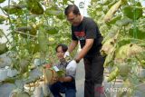 Rumah tanam melon hidroponik hadir di DIY