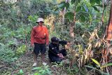 Kamera trap di Pulau Hanibung rekam kemunculan berbagai satwa