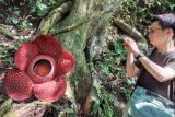 Bunga rafflesia mekar di Batang Palupuh Agam ramai dikunjungi wisatawan mancanegara (Video)