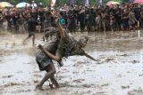 Warga yang berdandan seperti kerbau menceburkan penonton di area sawah pada ritual adat Kebo-keboan Alas Malang, Banyuwangi, Jawa Timur, Minggu (21/7/2024). Tradisi yang dilaksanakan setiap tanggal 10 Suro pada penanggalan Jawa itu digelar sebagai penolak bala sekaligus wujud syukur masyarakat setempat atas rezeki dan panen yang telah diperoleh. ANTARA Jatim/Budi Candra Setya/mas.