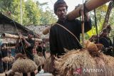 Masyarakat adat membawa rengkong (padi) saat Tradisi Seren Taun di Kasepuhan Sinar Resmi, Kabupaten Sukabumi, Jawa Barat, Minggu (21/7/2024).  Tradisi Seren Taun yang digelar setahun sekali tersebut dilakukan sebagai bentuk ungkapan syukur masyarakat adat kepada Tuhan Yang Maha Esa atas hasil pertanian yang melimpah. ANTARA FOTO/Henry Purba/agr
