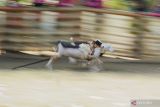 Dua ekor kambing berlari saat lomba karapan kambing di Lapangan Semipro, Probolinggo, Jawa Timur, Minggu (21/7/2024). Karapan kambing yang diikuti sebanyak 88 peserta tersebut digelar oleh paguyuban karapan setempat untuk melestarikan tradisi dan budaya dikawasan itu. ANTARA Jatim/Irfan Sumanjaya/mas.