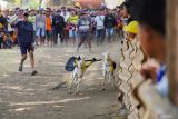 Peserta mengarahkan kambing untuk berlari saat lomba karapan kambing di Lapangan Semipro, Probolinggo, Jawa Timur, Minggu (21/7/2024). Karapan kambing yang diikuti sebanyak 88 peserta tersebut digelar oleh paguyuban karapan setempat untuk melestarikan tradisi dan budaya dikawasan itu. ANTARA Jatim/Irfan Sumanjaya/mas.