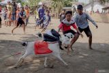 Sejumlah peserta berusaha menangkap kambing yang telah melewati garis finish saat lomba karapan kambing di Lapangan Semipro, Probolinggo, Jawa Timur, Minggu (21/7/2024). Karapan kambing yang diikuti sebanyak 88 peserta tersebut digelar oleh paguyuban karapan setempat untuk melestarikan tradisi dan budaya dikawasan itu. ANTARA Jatim/Irfan Sumanjaya/mas.