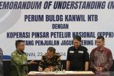 Bulog NTB jual 1.300 ton jagung kering pipil