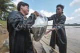 Warga mengangkut bibit ikan tambakan (Helostoma temminckii) saat pelepasannya di Sungai Batanghari, Desa Muaro Singoan, Batanghari, Jambi, Minggu (21/7/2024). Dinas Perikanan dan Ketahanan Pangan Kabupaten Batanghari bersama sejumlah guru di daerah itu melepasliarkan 4.200 bibit ikan tambakan yang merupakan ikan endemik sungai tersebut sebagai upaya pelestarian. ANTARA FOTO/Wahdi Septiawan/wpa.