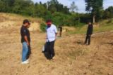 Pemprov Sulbar kembangkan rumput pakchong sebagai pakan ternak