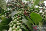 Kopi Kahayya Bulukumba menembus pasar mancanegara