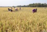 Buruh tani memanen padi pada lahan percontohan Program Mitra Tani di Desa Waung, Nganjuk, Jawa Timur, Rabu (24/7/2024). Perum Bulog melakukan penyerapan gabah secara langsung ke gabungan kelompok tani guna mengatasi produksi pangan melalui huluisasi pasokan bernama Program Mitra Tani dalam bentuk penjaminan pembiayaan pada lahan percontohan seluas 33 hektar di Nganjuk dan Kediri. Antara Jatim/Prasetia Fauzani/um