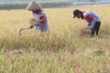 Buruh tani memanen padi pada lahan percontohan Program Mitra Tani di Desa Waung, Nganjuk, Jawa Timur, Rabu (24/7/2024). Perum Bulog melakukan penyerapan gabah secara langsung ke gabungan kelompok tani guna mengatasi produksi pangan melalui huluisasi pasokan bernama Program Mitra Tani dalam bentuk penjaminan pembiayaan pada lahan percontohan seluas 33 hektar di Nganjuk dan Kediri. Antara Jatim/Prasetia Fauzani/um