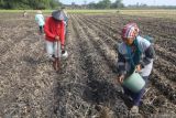 Buruh tani menanam jagung di area persawahan bekas lahan padi di Desa Waung, Nganjuk, Jawa Timur, Rabu (24/7/2024). Usai panen padi sejumlah petani di daerah tersebut memilih menanam jagung seiring belum mengalirnya air irigasi pertanian karena musim kemarau dan adanya kesiapan penyerapan jagung oleh Bulog Jatim dengan harga di atas harga acuan pembelian pemerintah. Antara Jatim/Prasetia Fauzani/um