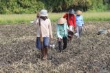 Buruh tani menanam jagung di area persawahan bekas lahan padi di Desa Waung, Nganjuk, Jawa Timur, Rabu (24/7/2024). Usai panen padi sejumlah petani di daerah tersebut memilih menanam jagung seiring belum mengalirnya air irigasi pertanian karena musim kemarau dan adanya kesiapan penyerapan jagung oleh Bulog Jatim dengan harga di atas harga acuan pembelian pemerintah. Antara Jatim/Prasetia Fauzani/um