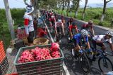 Petani buah naga menyaksikan balapan pada Kejuaraan International Tour De Banyuwangi Ijen (ITDBI) 2024 di Banyuwangi, Jawa Timur, Rabu (24/7/2024). Pada etape ketiga ITDBI 2024 start dari Dusun Kakao Glenmore dan finish di depan Kantor Bupati Banyuwangi sejauh 166,8 kilometer tersebut Pebalap Ferei Quick-Panda Mongolia Team Nisu Oskar menjadi yang tercepat dengan waktu 3 jam 48.54 menit disusul pebalap Nusantara Arifin Muh Imam dan Pebalab Dr.J Cycling Team Novardianto Jamalidin. ANTARA Jatim/Budi Candra Setya/mas.