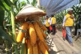 Petani mengamati tanaman jagung unggulan saat kegiatan bertajuk Parade Jagung Kediri 2024 di Kediri, Jawa Timur, Kamis (25/7/2024). Pameran alat pertanian dan hasil panen dari 24 varietas jagung unggulan dari 16 produsen benih selama dua hari tersebut diselenggarakan oleh Dinas Pertanian dan Perkebunan dengan melibatkan sedikitnya seribu petani. Antara Jatim/Prasetia Fauzani/um