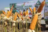 Petani mengamati jagung unggulan siap panen saat kegiatan bertajuk Parade Jagung Kediri 2024 di Kediri, Jawa Timur, Kamis (25/7/2024). Pameran alat pertanian dan hasil panen dari 24 varietas jagung unggulan dari 16 produsen benih selama dua hari tersebut diselenggarakan oleh Dinas Pertanian dan Perkebunan dengan melibatkan sedikitnya seribu petani. Antara Jatim/Prasetia Fauzani/um