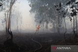 Petugas Badan Penanggulanan Bencana Daerah (BPBD) melakukan pembasahan ke lahan gambut yang terbakar di Sekunder C, Desa Rasau Jaya 3, Kecamatan Rasau Jaya, Kabupaten Kubu Raya, Kalimantan Barat, Rabu (24/7/2024). Kebakaran hutan dan lahan gambut seluas lima hektar yang terjadi tak jauh dari pemukiman penduduk sejak tiga hari lalu tersebut hingga kini belum diketahui penyebabnya. ANTARA FOTO/Jessica Wuysang/foc.