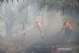 Petugas Badan Penanggulanan Bencana Daerah (BPBD) melakukan pembasahan ke lahan gambut yang terbakar di Sekunder C, Desa Rasau Jaya 3, Kecamatan Rasau Jaya, Kabupaten Kubu Raya, Kalimantan Barat, Rabu (24/7/2024). Kebakaran hutan dan lahan gambut seluas lima hektar yang terjadi tak jauh dari pemukiman penduduk sejak tiga hari lalu tersebut hingga kini belum diketahui penyebabnya. ANTARA FOTO/Jessica Wuysang/foc.