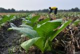 Petani merawat tanaman tembakau berumur 20 hari di Ngale, Kabupaten Madiun, Jawa Timur, Kamis (25/7/2024). Dinas Perindustrian dan Perdagangan Jawa Timur menyebutkan daerahnya merupakan penghasil tembakau terbesar Indonesia dengan kontribusi sebesar 43,9 persen, setoran Cukai Hasil Tembakau (CHT) pada 2023 sebesar Rp129,96 triliun serta alokasi Dana Bagi Hasil Cukai Hasil Tembakau (DBHCHT) sebesar Rp3,07 triliun. Antara Jatim/Siswowidodo/um 