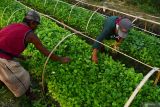 Petani mencabut bibit tembakau yang akan ditanam di Ngale, Kabupaten Madiun, Jawa Timur, Kamis (25/7/2024). Dinas Perindustrian dan Perdagangan Jawa Timur menyebutkan daerahnya merupakan penghasil tembakau terbesar Indonesia dengan kontribusi sebesar 43,9 persen, setoran Cukai Hasil Tembakau (CHT) pada 2023 sebesar Rp129,96 triliun serta alokasi Dana Bagi Hasil Cukai Hasil Tembakau (DBHCHT) sebesar Rp3,07 triliun. Antara Jatim/Siswowidodo/um 