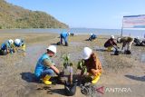 PLN gandeng warga Desa Tanjung Boleng tanam mangrove