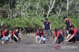 Alfamidi Tanam 2.000 Pohon Mangrove di Pesisir Pantai Manado