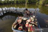 Nelayan menebar bibit kepiting bakau di kawasan hutan mangrove pesisir Pantai Tegur, Pasekan, Indramayu, Jawa Barat, Jumat (26/7/2024). Selain berfungsi sebagai penghalang alami terhadap badai dan ombak yang menyebabkan abrasi, hutan mangrove juga dimanfaatkan untuk meningkatkan kesejahteraan masyarakat pesisir melalui pariwisata dan penangkapan ikan, udang, dan kepiting. ANTARA FOTO/ ANTARA FOTO/Dedhez Anggara/agr