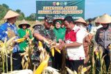 Dandim 1421/Pangkep gelar panen raya jagung bersama kelompok tani