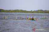 Nelayan membawa bibit mangrove untuk ditanam saat peringatan Hari Mangrove Sedunia di kawasan pesisir Pantai Tegur, Pasekan, Indramayu, Jawa Barat, Jumat (26/7/2024). Pemerintah telah menerima dan mengelola pendanaan dari Bank Dunia sebesar 419 juta dolar AS untuk program pemulihan ekosistem mangrove di Indonesia. ANTARA FOTO/Dedhez Anggara/agr