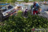 Pemulihan ekosistem mangrove di Indonesia