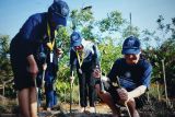 YKAN-mahasiswa dua PTN tanam 1.000 mangrove di Berau, Kaltim