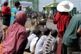 Peserta memacu sapi pada lomba karapan sapi brujul di Probolinggo, Jawa Timur, Sabtu (27/7/2024). Tradisi karapan sapi brujul tersebut digelar sebagai upaya melestarikan tradisi dan budaya di wilayah dan  telah ditetapkan sebagai warisan budaya tak benda oleh Kementerian Pendidikan dan Kebudayaan. Antara Jatim/Umarul Faruq/mas 