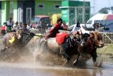 Peserta memacu sapi pada lomba karapan sapi brujul di Probolinggo, Jawa Timur, Sabtu (27/7/2024). Tradisi karapan sapi brujul tersebut digelar sebagai upaya melestarikan tradisi dan budaya di wilayah dan  telah ditetapkan sebagai warisan budaya tak benda oleh Kementerian Pendidikan dan Kebudayaan. Antara Jatim/Umarul Faruq/mas 