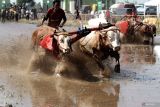 Peserta memacu sapi pada lomba karapan sapi brujul di Probolinggo, Jawa Timur, Sabtu (27/7/2024). Tradisi karapan sapi brujul tersebut digelar sebagai upaya melestarikan tradisi dan budaya di wilayah dan  telah ditetapkan sebagai warisan budaya tak benda oleh Kementerian Pendidikan dan Kebudayaan. Antara Jatim/Umarul Faruq/mas 