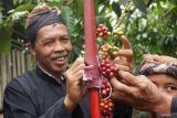 Warga kampung adat segunung mengikat buah kopi di pataka saat tradisi wiwit kopi di Wonosalam, Kabupaten Jombang, Jawa Timur, Sabtu (27/7/2024). Tradisi wiwit kopi untuk menyambut masa panen kopi Wonosalam, sebagai bentuk ungkapan rasa syukur petani atas hasil panen serta naiknya harga kopi tahun ini. Antara Jatim/Syaiful Arif/um