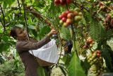 Tradisi wiwit kopi Wonosalam Jombang. Warga kampung adat segunung memetik buah kopi dalam tradisi wiwit kopi di Wonosalam, Kabupaten Jombang, Jawa Timur, Sabtu (27/7/2024). Tradisi wiwit kopi untuk menyambut masa panen kopi Wonosalam, sebagai bentuk ungkapan rasa syukur petani atas hasil panen serta naiknya harga kopi tahun ini. Antara Jatim/Syaiful Arif/um