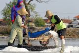 Petambak memanen garam di Desa Tambak Cemandi, Sedati, Sidoarjo, Jawa Timur, Jumat (26/7/2024). Petambak garam di kawasan tersebut mulai bisa menghasilkan garam yang dijual Rp60 ribu hingga Rp70 ribu  per karung. ANTARA Jatim/Umarul Faruq/mas.