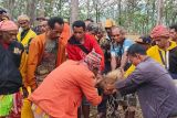 Masyarakat Fatumnasi gelar ritual adat bagi penebang pohon hutan lindung