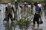 Sejumlah anggota organisasi kemanusian Human Initiative bersama BUMN,  Dinas Kelautan dan Perikanan Aceh serta masyarakat menanam bibit manggrove di Ruang Terbuka Hijau (RTH) kawasan hutan pesisir Banda Aceh, Aceh, Rabu (31/7/2024). Penanaman sebanyak 1.000 bibit manggrove yang merupakain rangkai hari manggrove Internasional  itu dalam upaya mendukung target pemerintah  merehabilitasi manggrove seluas 6.000 ribu hektare pada tahun 2024. ANTARA FOTO/Ampelsa.