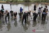 Sejumlah anggota organisasi kemanusian Human Initiative bersama BUMN,  Dinas Kelautan dan Perikanan Aceh serta masyarakat menanam bibit manggrove di Ruang Terbuka Hijau (RTH) kawasan hutan pesisir Banda Aceh, Aceh, Rabu (31/7/2024). Penanaman sebanyak 1.000 bibit manggrove yang merupakain rangkai hari manggrove Internasional  itu dalam upaya mendukung target pemerintah  merehabilitasi manggrove seluas 6.000 ribu hektare pada tahun 2024. ANTARA FOTO/Ampelsa.