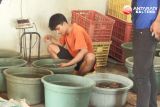 DPRD dukung upaya dinas perikanan menjaga populasi kepiting di Seruyan