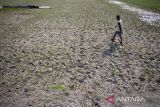 Petani berjalan di lahan sawahnya yang telah mengering di Kandanghaur, Indramayu, Jawa Barat, Kamis (1/8/2024). Puluhan hektar lahan sawah di daerah tersebut terancam gagal panen akibat kekeringan dan kesulitan mendapatkan irigasi. ANTARA FOTO/Dedhez Anggara/agr