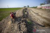 Petani membawa kembali pompa air irigasi sawah akibat sungai mengering Kandanghaur, Indramayu, Jawa Barat, Kamis (1/8/2024). Puluhan hektar lahan sawah di daerah tersebut terancam gagal panen akibat kekeringan dan kesulitan mendapatkan irigasi. ANTARA FOTO/Dedhez Anggara/agr