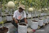 Petani binaan Rumah Zakat merawat tanaman melon dengan sistem green house di Desa Berdaya Kertajaya, Kabupaten Ciamis, Jawa Barat, Kamis (1/8/2024). Pemerintah Kabupaten Ciamis bekerjasama dengan rumah zakat memberdayakan kelompok tani muda dalam upaya mendorong Ciamis untuk menjadi kawasan setral melon premium guna mensejahterakan masyarakat. ANTARA FOTO/Adeng Bustomi/agr