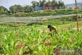 Petani merawat tanaman sorgum di kebun Sekemala Integrated Farming (Sein Farm) di Ujung Berung, Bandung, Jawa Barat, Kamis (1/8/2024). Sein Farm Kota Bandung resmi ditunjuk sebagai pusat pengembangan sorgum di Indonesia yang dikelola oleh Pemerintah Kota Bandung dan Universitas Pasundan yang mampu memproduksi sorgum sebanyak 300 kilogram per bulan di atas lahan 3 hektare dan diolah menjadi beras, dan tepung serta menjadi alternatif pangan pengganti beras. ANTARA FOTO/Raisan Al Farisi/agr