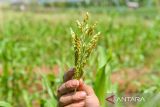 Petani merawat tanaman sorgum di kebun Sekemala Integrated Farming (Sein Farm) di Ujung Berung, Bandung, Jawa Barat, Kamis (1/8/2024). Sein Farm Kota Bandung resmi ditunjuk sebagai pusat pengembangan sorgum di Indonesia yang dikelola oleh Pemerintah Kota Bandung dan Universitas Pasundan yang mampu memproduksi sorgum sebanyak 300 kilogram per bulan di atas lahan 3 hektare dan diolah menjadi beras, dan tepung serta menjadi alternatif pangan pengganti beras. ANTARA FOTO/Raisan Al Farisi/agr