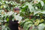 Petani kopi di Pegunungan Muria diuntungkan kenaikan harga kopi